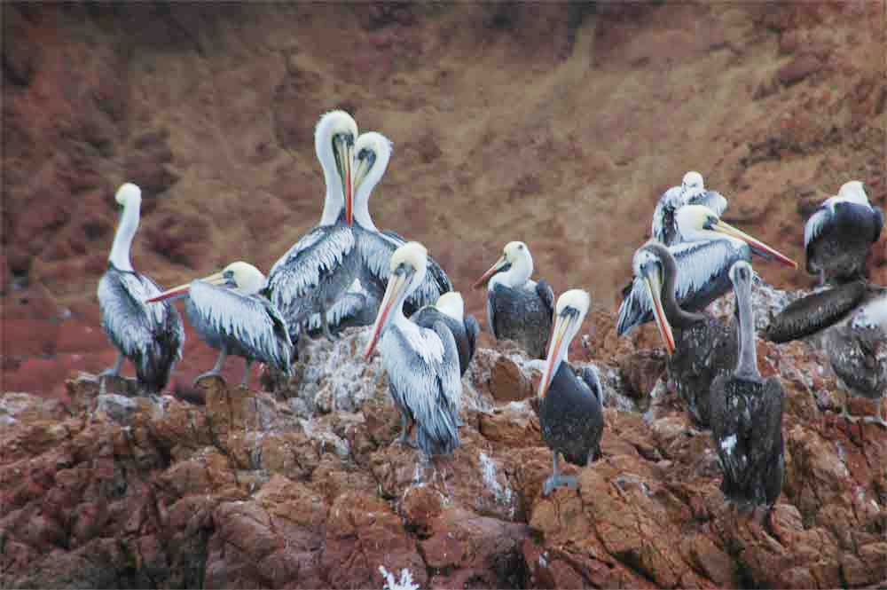 Pelícano - Paracas - Perú 1.jpg